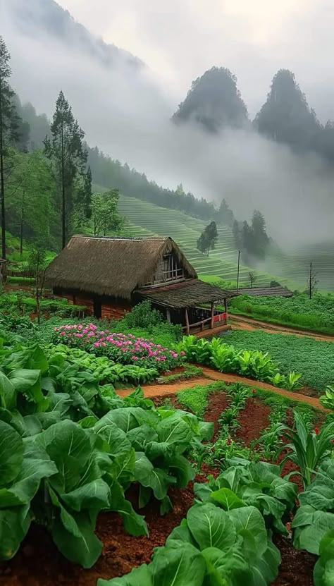 Natural life ❤️+❤️ Village Photography Nature, Village Life Aesthetic, Japan Farm, House Near River, Fruit Farming, Countryside Lifestyle, Village Vibes, Mountain Dream Homes, Cabin Mountain