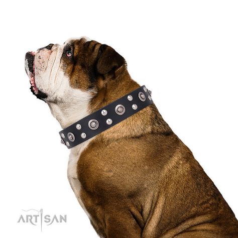 Studded Black Leather Collar FDT Artisan for English Bulldog  #dogcollar #doggear #dogwalking  #leather #black #dogsuk #bully #englishbully #bulldog #artisan #artisanfdt #designerdogcollars Dog Equipment, Cute Dog Collars, Designer Dog Collars, Leather Dog Collar, Designer Dog, Leather Artisan, Dog Gear, Pink Collar, Pink Collars