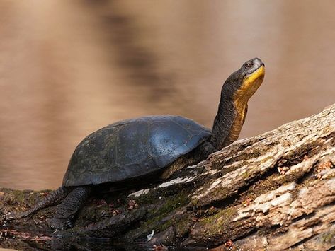 Blandings Turtle, Turtles For Sale, Turtle Tattoo Designs, Turtle Tattoo, Prehistoric Creatures, A Turtle, Reptiles And Amphibians, Amazing Animals, Zoology