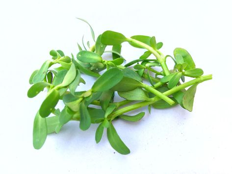 What is bacopa? What are the benefits of using it? Get the scoop on this herb (also called brahmi), which is said to sharpen memory and brain function. Bacopa Benefits, Health Quiz, Abdominal Discomfort, Plant Medicine, Irritable Bowel, Clinical Research, Brain Function, Medical Prescription, Body And Mind