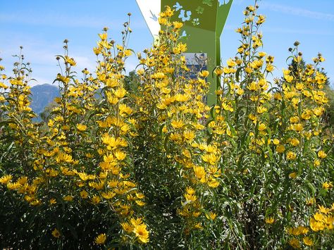 Mammoth Sunflower Garden Ideas, Maximillian Sunflowers, Tall Perennial Flowers, Helianthus Giganteus, Helianthus Salicifolius, Maximilian Sunflower, Yellow Perennials, Perennial Sunflower, Green Fence