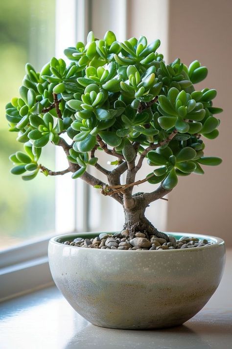 Jade Plant Bonsai, Plant For Indoor, Jade Bonsai, Jade Plant, Plants Ideas, Jade Plants, House Plants Indoor, Decor Home Living Room, Growing Vegetables