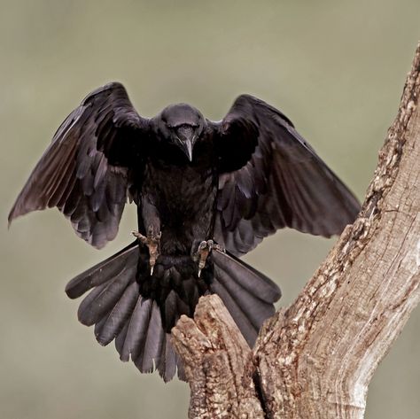 Raven Raven Front View, Common Raven, Bearded Vulture, Wild Birds Unlimited, Crystal Cove State Park, Forest Habitat, Raven Bird, Dead Of Night, Evergreen Forest