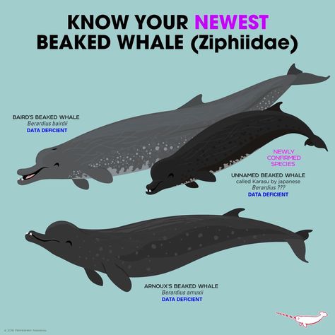 Know Your Beaked Whales Beaked Whale, Australian Mammals, Animals Information, Fun Facts About Animals, Animal Groups, Types Of Animals, Underwater Creatures, Extinct Animals, Marine Mammals