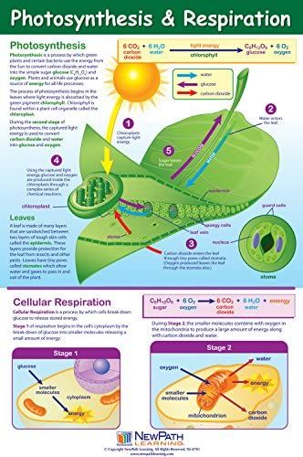 Photosynthesis Poster, Plant Biology, Photosynthesis And Cellular Respiration, Cellular Respiration, Biology Classroom, Biology Teacher, Biology Lessons, Teaching Biology, Science Notes