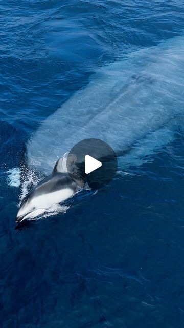 Whale Video, Trick Question, Dolphin Photos, White Dolphin, Sea Life Animals, Big Whale, Baby Dolphins, Blue Whales, Funny Animals With Captions