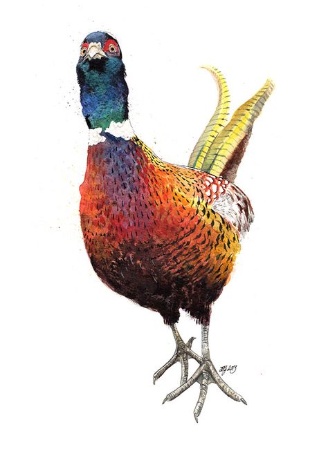 Pheasant Illustration, Pheasant Painting, Pheasant Art, Animal Sketch, Pheasant Hunting, Art Tutorials Watercolor, Bird Coloring Pages, Color Painting, Literature Art