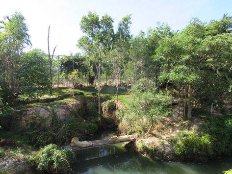 An exhibit for the African lion at Crocodylus Park in Darwin, Australia with viewing across a water-filled gorge. The lions inside this habitat are of the white variant. Planet Zoo Lion Habitat, Lion Enclosure, Lion Habitat, Zoo Inspiration, Habitats Projects, Darwin Australia, Zoo Project, Shelter Ideas, Zoo Architecture