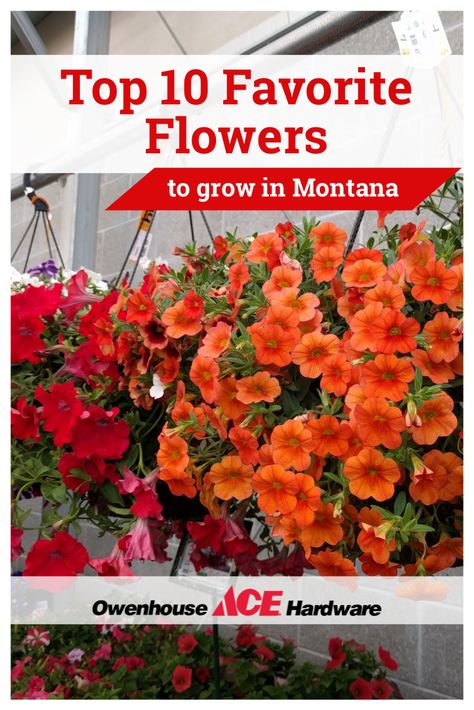 Add a pop of color to your home garden in Bozeman! Our list includes vibrant annuals and perennials that grow well in Montana, as well as some fun facts about each one! Bozeman Montana, Porch Flowers, Montana Homes, Different Seasons, Flower Tops, Ace Hardware, Container Plants, Amazing Flowers, Love Flowers