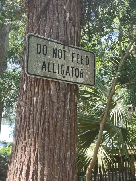 Florida License Plate Aesthetic, 70s Florida Aesthetic, Southern Us Aesthetic, Vintage Florida Aesthetic Home, Old South Aesthetic, Keywest Florida Aesthetic, Trashy Florida Aesthetic, Dark Florida Aesthetic, Florida Everglades Aesthetic