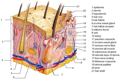 Study guide for esthetics. Punkty Spustowe, Skin Anatomy, Sensory Nerves, Integumentary System, Nursing School Studying, Skin Structure, Human Anatomy And Physiology, Sweat Gland, Medical Anatomy