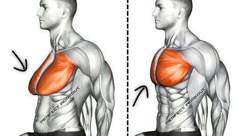 Chest Reduction Workout, How To Get Rid Of Man Breast, Pectoral Exercises Men, Get Rid Of Man Breast, Beer Belly Workout, Chest Exercises For Men, Chest Workouts For Men, Belly Fat Workout For Men, Man Chest