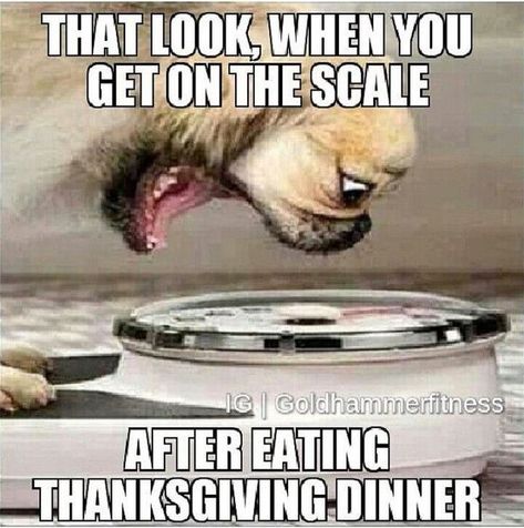 31 Funny Thanksgiving Memes to Get Ready for Turkey Day.I relate to this.  Leftovers!Seems like it.It's always the right day for pie. Yikes!So sorry.  Where is the turkey?  Poor parents. Ha.Turkey getting bold. Full.  RUN!Crash em!Thanksgiving rituals.Nope.I'm hungry. Thanksgiving Rituals, Funny Thanksgiving Memes, Fitness Jokes, Lol So True, Eating Quotes, Diet Humor, Fitness Abs, Thanksgiving Images, Thanksgiving Family