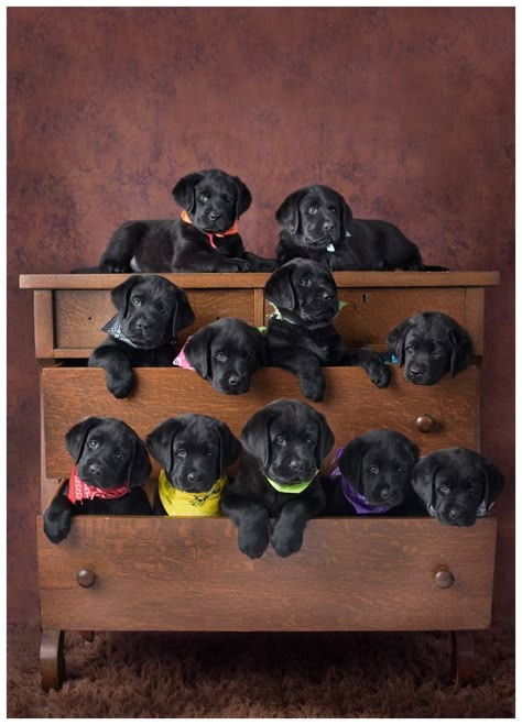 large litter of Lab puppies puppy photo idea Dog Photoshoot Pet Photography, Whelping Puppies, Dog Photography Poses, Puppy Litter, Puppy Room, Puppy Photography, Newborn Puppies, Pregnant Dog, Really Cute Puppies