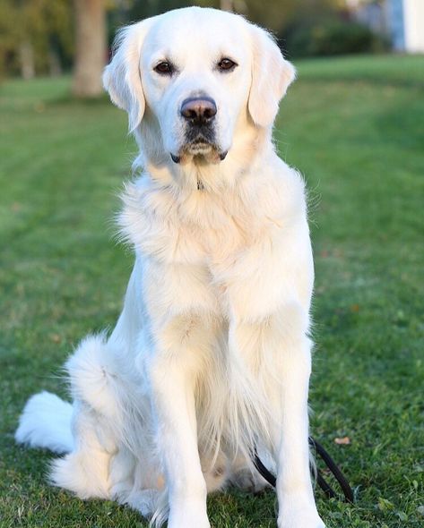 Irish Cream Golden Retriever, English Creme Golden Retriever, Dog Cottage, White Retriever, White Golden Retriever, English Golden Retrievers, Maremma Sheepdog, White Labrador, English Cream