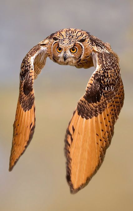 ♔ Chouette - Owl Owl Wings, Nocturnal Birds, Owl Photography, Owl Photos, Owl Pictures, Great Horned Owl, Beautiful Owl, Owl Bird, Nature Birds