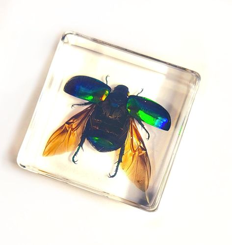 Bug Resin, Bug Taxidermy, Open Wings, Ornament Display, Resin Casting, Mechanical Pencils, Erasers, Taxidermy, Ants