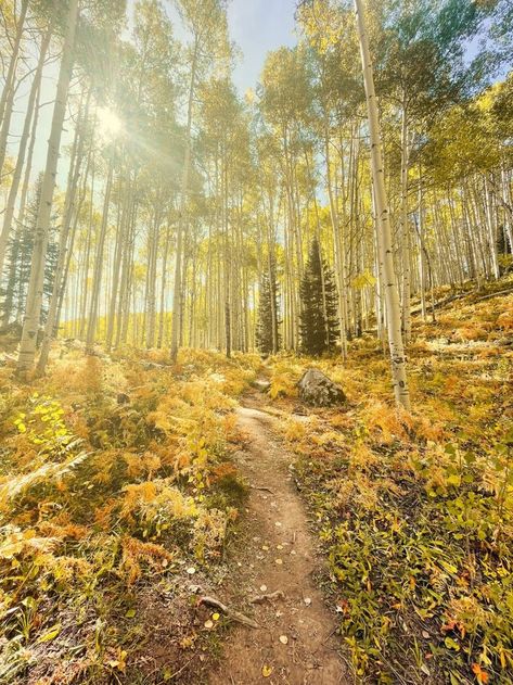 Photographic fall scenes along Kebler Pass. Photo by Jessica Hughes. Aspen Grove, Popular Places, Golden Time, Mountain Pass, Fall Mood, Mountain Scenery, Crested Butte, Scenic Drive, 2024 Vision