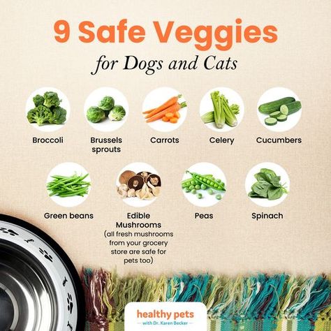 We talk often about giving vegetables to our dogs either as snacks, as a lower value treat while training (remember the treat continuum – lower value treats for easier skills and higher value treats for more difficult concepts), or as a supplement to their usual food. While dogs are primarily meat eaters, most do love veggies too. Just remember to wash them thoroughly and introduce them in small amounts so that you can see how your dog’s digestive system reacts to them. Human Babies, Spinach Stuffed Mushrooms, Training Treats, Healthy Pets, Digestive System, Health Supplements, Dog Food, Grocery Store, Green Beans