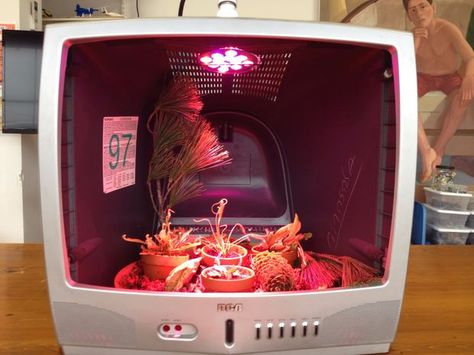 Old Tv Upcycle, Tv Terrarium, Old Tv Aesthetic, Recycle Old Tv, Carnivorous Plants Terrarium, Pink Girls Bedroom Decor, Plant Terrarium, Flower Mirror, Old Technology