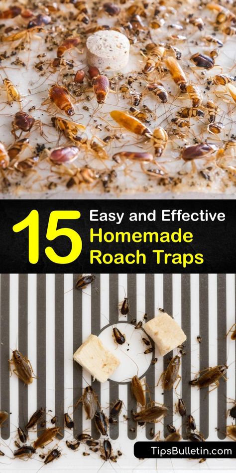 Learn about cockroach bait and constructing a homemade trap for the German cockroach, Oriental cockroach, and American cockroach. Combine a roach bait like peanut butter or wine with a DIY trap idea and get rid of your roach infestation fast. #homemade #roach #traps Kill Roaches Naturally, Home Remedies For Cockroaches, Home Remedies For Roaches, Cockroach Repellent, Repellent Diy, Roach Infestation, Diy Bug Repellent, German Cockroach, Home Maintenance Tips