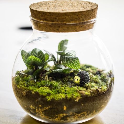 How to Make an Ecosystem in a Bottle With Fish & Plants | Sciencing Self Sustaining Terrarium, Plastic Terrarium, Closed Terrarium Plants, Terrariums Diy, Closed Terrarium, Build A Terrarium, Bottle Terrarium, Minion Toy, Diy Terrarium Kit