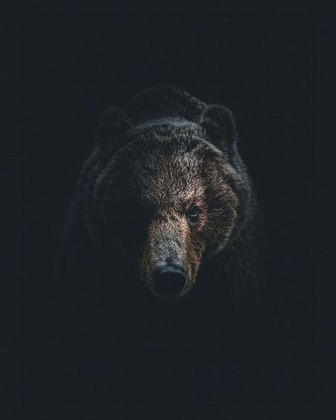 Grizzly Bear Tattoos, Bear Spirit Animal, Cool Animals, Bear Tattoo Designs, Wild Animals Photos, Bear Tattoos, Bear Tattoo, Bear Photos, Bear Pictures