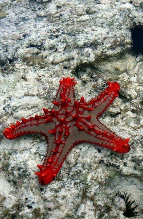 Starfish Cnidaria, Ocean Floor, Beautiful Sea Creatures, On The Ocean, Underwater Creatures, Underwater Life, Water Life, Beautiful Fish, Sea Urchin