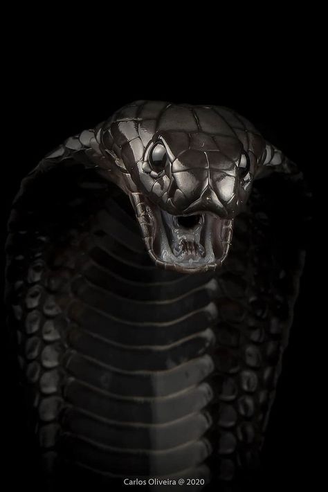 Black cobra, animals, snake, HD mobile wallpaper Black Cobra Snake, Cobra Wallpaper, California King Snake, Animals Snake, Hd Mobile Wallpaper, Snake Wallpaper, Life Drawing Reference, Cobra Snake, Live Screen Wallpaper