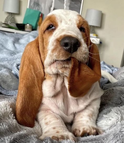 Nosara, Really Cute Dogs, Pretty Animals, Cute Animals Images, Fluffy Animals, Hound Dog, Cute Animal Photos, Basset Hound, Cute Creatures