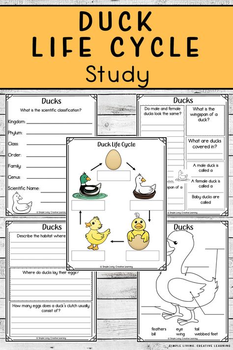 Duck Unit Study, Duck Life Cycle Free Printable, Duck Life Cycle, Life Cycles Kindergarten, Male Duck, Duck Crafts, Homeschooling Tips, Hatching Chicks, Learning Printables