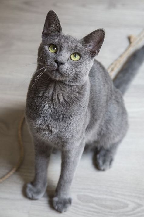 Grey Is The New Black: Fine Collection Of Gorgeous Grey Cats - I Can Has Cheezburger? Cat Breeds Hypoallergenic, Grey Animals, Large Cat Breeds, Kitten Breeds, All Cat Breeds, Gray Cats, American Bobtail, Ocicat, Selkirk Rex