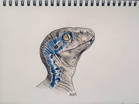 Baby Blue with colored pencil Blue Jurassic World Tattoo, Jurassic World Drawing, Dinosaur Pencil, Dino Drawing, Blue Jurassic World, Dinosaur Sketch, Dinosaur Tattoos, Eagle Painting, Blue Drawings