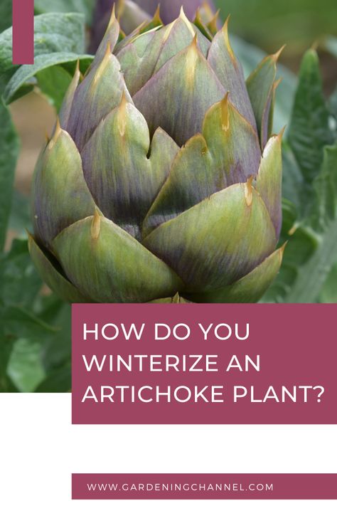 Learn how to winterize artichoke plants. Follow these gardening tips to overwinter artichokes in the ground or dig up root crowns for storage. #gardenchannel #gardening #vegetablegardening #overwinterartichokes How To Prepare Artichokes, Artichoke Plant, Artichoke Plants, Hoop House, Spinach Artichoke Dip Recipe, Fall Care, Overwintering, Farm Garden, Community Garden