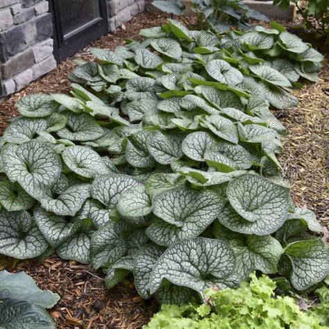 Jack Of Diamonds, Brunnera Macrophylla, Proven Winners Perennials, Deer Resistant Perennials, Blue Plants, Shade Perennials, Border Plants, Proven Winners, Moon Garden