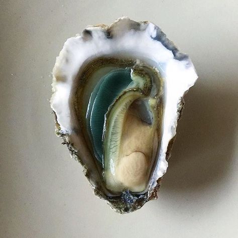 Too gorgeous not to share. Repost @theartofoysters #oysterlove #oysters #greenwithenvy xoxo INAHALFSHELL.COM Pearl Oyster, Explore Dream Discover, Safe Harbor, Mark Twain, Jolie Photo, Oyster Shell, Aphrodite, Surface Design, Mother Nature