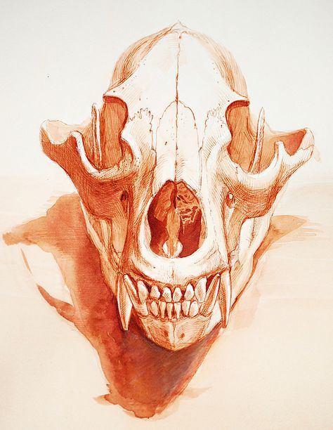 the study of the bear skull Skull Drawing Animal, Bear Skull Art, Bear Skull Reference, Animal Skull Reference, Animal Skull Drawing, Animal Skull Front View, Tiger Skull, Bear Skull, Skull Sketch