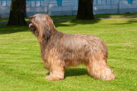 Briards - Health, History, Appearance, Temperament & Maintenance Berger Picard Dog, Briard Dog, Brussels Griffon Dog, Ancient Dog Breeds, Guard Dog Breeds, Rare Dog Breeds, Puppy Mills, Dog Poster, Dog Breeder