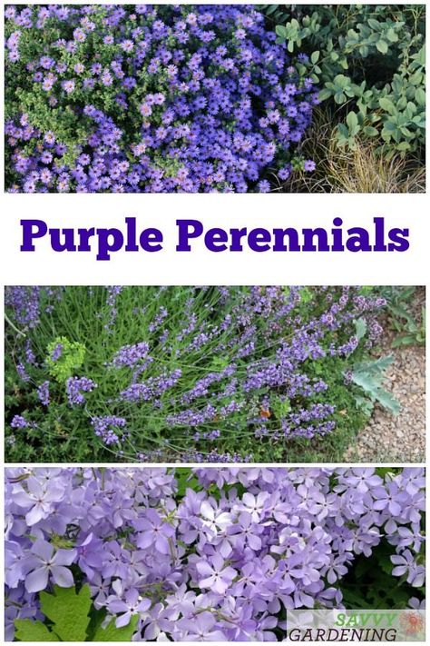 There are many beautiful purple flowering perennials to include in your garden. Discover some new favorites. #perennials #perennialgardening Purple Front Yard Landscaping, Purple Flower Beds Front Yards, Iris Plants Landscaping, Purple Sedum, Purple Perennials, Purple Flowering Plants, Lilac Garden, Purple Flowers Garden, Flowering Perennials