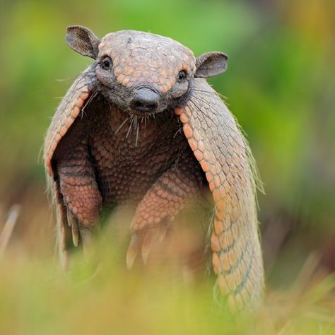 How much do you really know about armadillos, beyond their leathery carapaces? Armadillo Animal, Armadillo Art, Interesting Animals, Unusual Animals, Rare Animals, Silly Animals, Weird Animals, Primates, Animal Tattoos