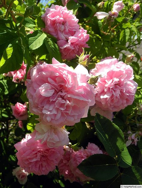 'Ispahan (damask, Unknown, before 1827)' rose, click to enlarge Rose Photo, Rose Photos, The Rose, Damask, Favorite Things List, Roses