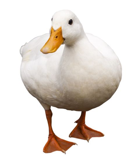 Duck Walking, Shirt Roblox Png, Duck Png, Roblox Png, Duck T Shirt, Moodboard Pngs, Animal Cutouts, Shirt Roblox, Tatuaje A Color