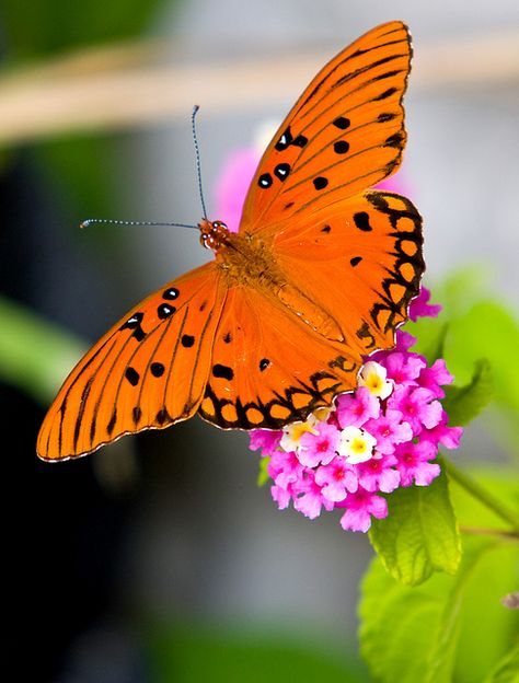 Gulf Fritillary butterfly - The larva feeds exclusively on species of passionflower, such as maypop (Passiflora incarnata), yellow passionflower (P. lutea), and running pop (P. foetida) http://en.wikipedia.org/wiki/Gulf_fritillary Butterfly Reference, Passiflora Incarnata, Butterfly Games, Fritillary Butterfly, Butterfly Hat, Types Of Butterflies, Beautiful Butterfly Photography, Moth Caterpillar, Flying Flowers