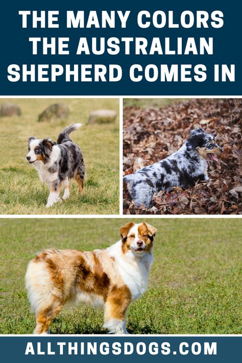 There are many Australian Shepherd colors, as they can be blue merle, black, red merle, or red. All of these coats can be seen with or without white or tan markings and nose color is entirely dependent on coat color. Read on for more details on their coat. Black Merle Australian Shepherd, Blue Merle Australian Shepherd, Aussie Colors, Australian Shepherd Colors, Red Merle Australian Shepherd, Australian Shepherd Blue Merle, Miniature Australian Shepherd, American Shepherd, American Dog