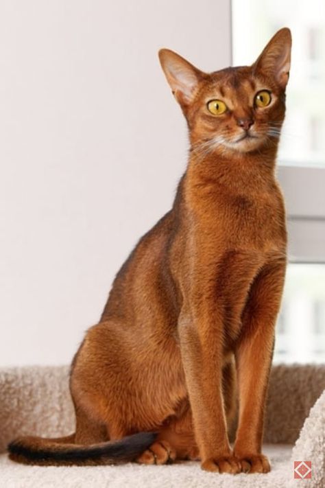 Are you an avid cat lover? If so, then you'll definitely want to read on. In this captivating article, we've compiled a list of the top 10 smartest cat breeds – and Abyssinians rank among them! These stunning felines are not only renowned for their striking coat patterns, but their intelligence as well. Prepare to be amazed as we delve into the fascinating world of the Abyssinian cat. Cat Reference Photo, Cat Abyssinian, Cat Breeds List, Swimming Cats, Abyssinian Kittens, Breeds Of Cats, Library Project, Big Painting, Cornish Rex