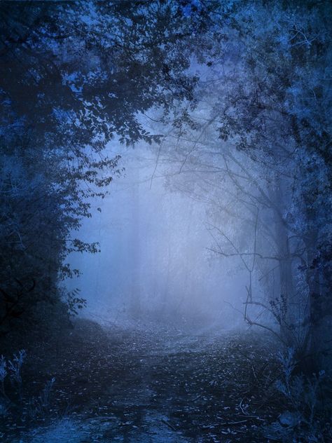 Midnight Forest, Haunted Forest, Blue Monday, Nature Architecture, Foggy Forest, Forest Pictures, The Wizard Of Oz, Foto Art, Wood Background