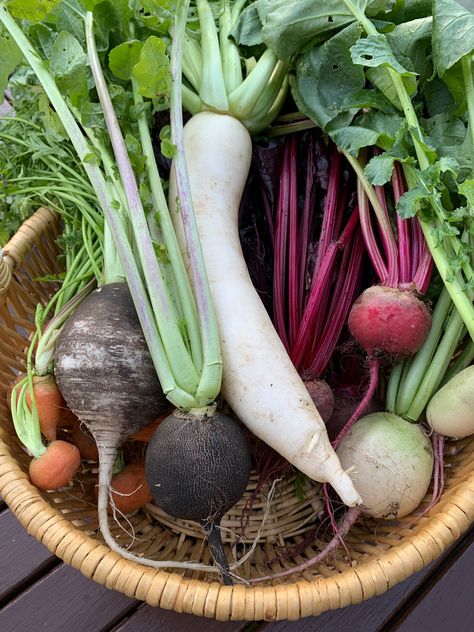 Growing Root Vegetables, Root Vegetable Garden, Onion Bulbs, Watermelon Radish, Eco Garden, Succession Planting, There Is Still Time, Root Vegetable, Fall Vegetables