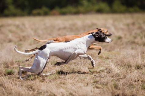 Genetic Study Reveals Why Some Dogs Are Athletic And Other Dogs Are Feisty https://www.forbes.com/sites/fionamcmillan/2018/07/27/genetic-study-reveals-why-some-dogs-are-athletic-and-other-dogs-are-feisty/ Athletic Dogs, Sporting Dogs, Hunting Dogs, Genetic, Dog Breeds, Dogs, Animals, Quick Saves, Nature