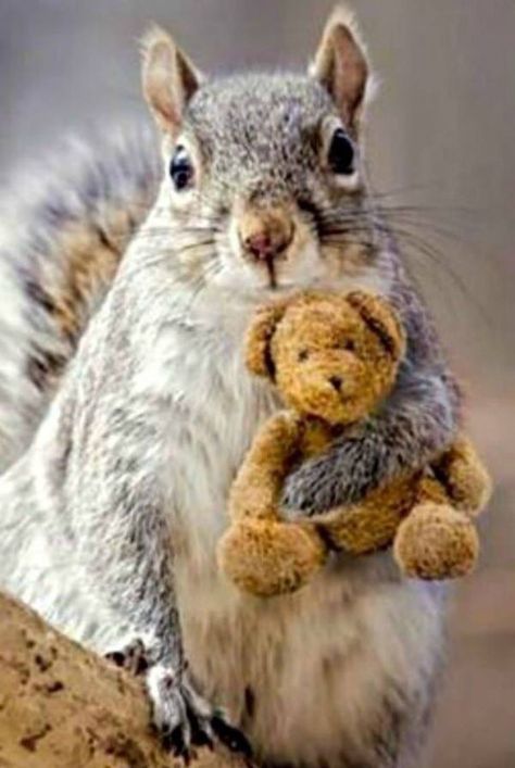 Squirrel & teddy bear Nite Nite, Squirrel Pictures, Squirrel Funny, Animal Spirit, Christmas Memories, Cute Squirrel, A Squirrel, A Teddy Bear, Little Critter