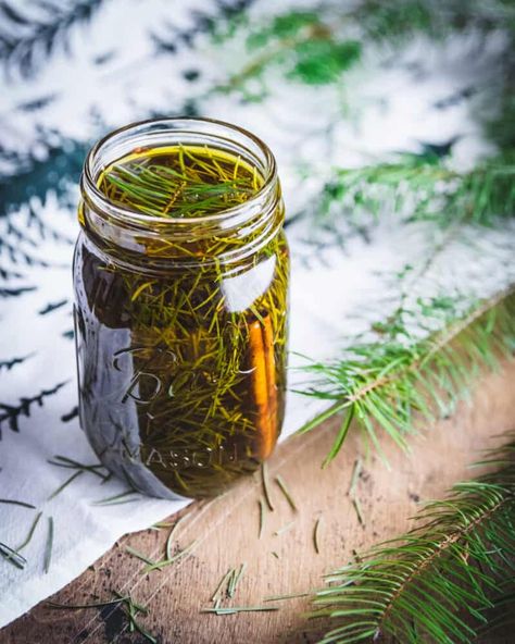 Make this conifer infused oil this winter season using foraged conifer needles! Most conifer needles can be used such as pine, spruce, or fir. This conifer infused oil with cinnamon is great for body care and it also has some aromatherapy benefits. It smells absolutely amazing! Fir Needles, Herbal Salves, Bald Cypress, Infused Oil, Aromatherapy Benefits, Essential Oils Herbs, Conifer Trees, Real Christmas Tree, Home Health Remedies